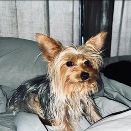 Eric - Yorkshire Terrier