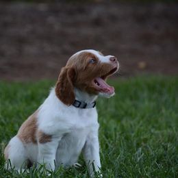 Brittany Puppies from Lakeview Brittanys