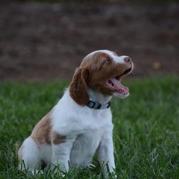 Brittany Puppies from Lakeview Brittanys