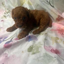Orange collar - Red  female Poodle puppy in Anaheim, California from SoCal Toy Poodles