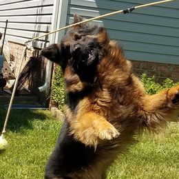 Nikko - German Shepherd