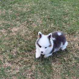 Coco - Blue male Pembroke Welsh Corgi puppy in Santa Ana, California from Tran's CorgiLand
