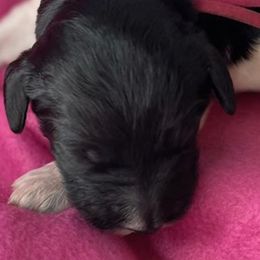Girl 3 - Bernedoodle puppy in Dripping Springs, Texas from Doodle Ranch