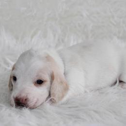 Cream Pie - Cream female Dachshund puppy in Lily, Kentucky from Little Acres Miniature Dachshunds