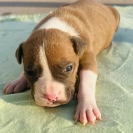 Tilly - Blue fawn female American Staffordshire Terrier puppy in Guilford County, North Carolina from Explicit Kennel