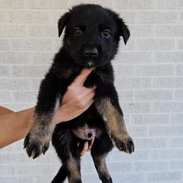 Lucifer - Bi-color male German Shepherd puppy in Winston Salem, North Carolina from Samtastic Shepherds