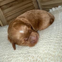 Royal - Red  male Goldendoodle puppy in Waterford, California from Alvdoodles