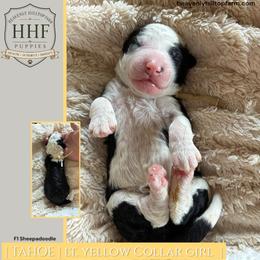 TAHOE - Black and white female Sheepadoodle puppy in Charlo, Montana from Heavenly Hilltop Farm