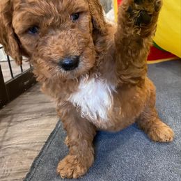 Goldendoodle and Golden Retriever Puppies from Magical Goldens
