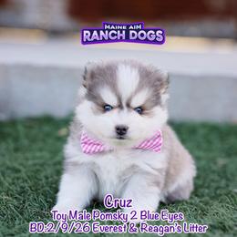 Cruz - Blue male Pomsky puppy in Humeston, Iowa from M.A.R. Dogs