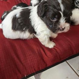 Kobe - White male Havanese puppy in East Orlando, Florida from Havanese Puppies of Central FL