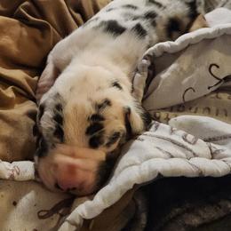 Harlequin female - Harlequin female Great Dane puppy in Gig Harbor, Washington from Lakaya Danes