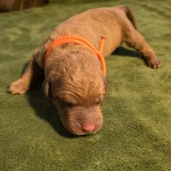 Orange - Sedge Chesapeake Bay Retriever puppy in Winneconne, Wisconsin from Lone Willow Chesapeakes