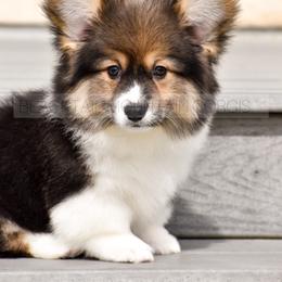 American Corgi and Pembroke Welsh Corgi Puppies from Blacktail Mountain Corgis