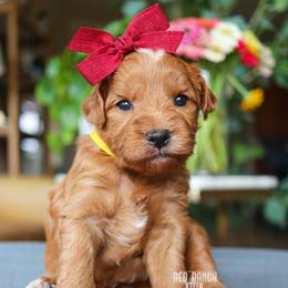Jubilee - Red  female Goldendoodle puppy in Salado, Texas from Red Ranch Dogs