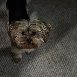 Dino - Yorkshire Terrier
