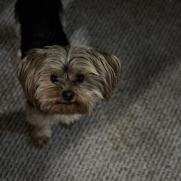 Dino - Yorkshire Terrier
