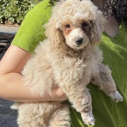 Teal Collar - Cream male Poodle puppy in Macon, Georgia from Mystic Mini Poodles