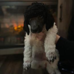 Poodle Puppies from Phantoms Of The Royal Opera House