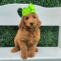 Bella's Lime Girl - Red  female Goldendoodle puppy in Kountze, Texas from Texas Doodles LLC