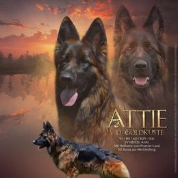 Attie - German Shepherd