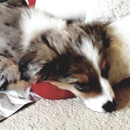 Australian Shepherds from Patti Miley