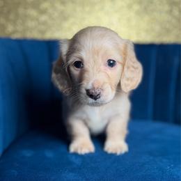 Daxx - Cream male Dachshund puppy in New Albany, Mississippi from Double A. Doxies