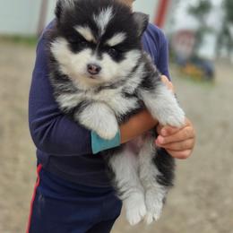Valley - Black and white male Pomsky puppy in Mc Callsburg, Iowa from SZ Rolling Acres LLC