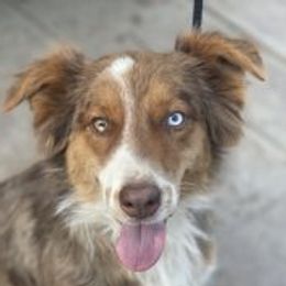 autumn - Australian Shepherd