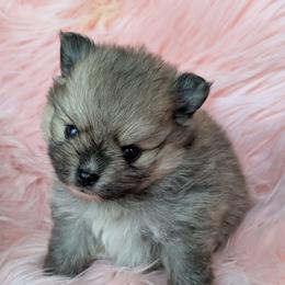 Bubbles - Orange sable female Pomeranian puppy in Utah from Pop Off Pomeranians