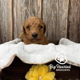 Hershey - Apricot female Goldendoodle puppy in Utah County, Utah from Big Hearted Breeders