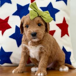 Green collar BONNIE - Apricot female Goldendoodle puppy in Salem, Utah from Aspen Doodles Utah