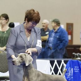 Weimaraners from Waystar Weimaraners
