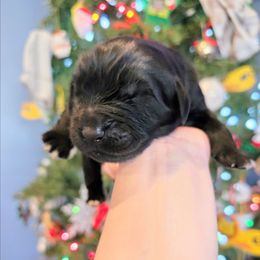 Girl 3 - Black female Newfoundland puppy in Ohio from Vermillion Newfoundlands