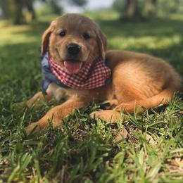 Golden Retriever Puppies from Magnolia Farm