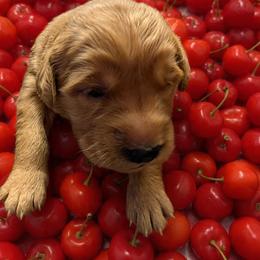 Cherry (Girl 3) - Dark golden female Golden Retriever puppy in Wendell, Minnesota from Floden Farm Golden Retrievers