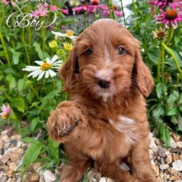 Goldendoodle Puppies from Halo Doodles