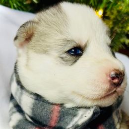 Blu - Gray and white male Siberian Husky puppy in Atlanta, Georgia from Lobban Huskies