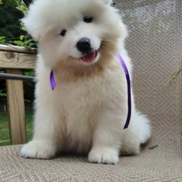 Samoyed Puppies from Mountain Laurel Samoyeds
