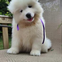 Samoyed Puppies from Mountain Laurel Samoyeds