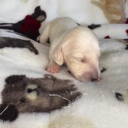 Tigger - Cream male Dachshund puppy in Vancouver, Washington from Cascade Minis