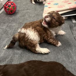 Red and White Male - Red male Havanese puppy in Monahans, Texas from Homeward Havanese, LLC