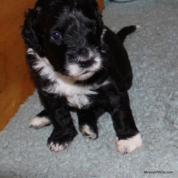Portuguese Water Dog Puppies from Miraval Portuguese Water Dogs