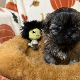 Shih Tzu Puppies from Lavender Lane Tzus
