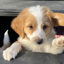 Aussiedoodle Puppies from Hearth&Hound Doodles