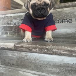 Bulldog and Pug Puppies from Love that bulldog lewter family