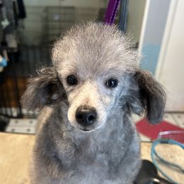 Clarice - Poodle
