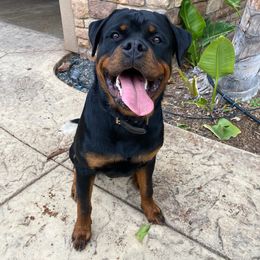 Rottweiler Puppies from HAUS OF RZA