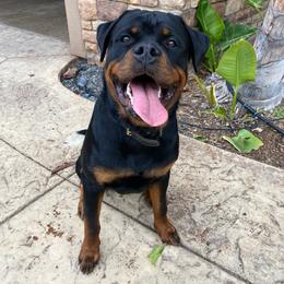 Rottweiler Puppies from HAUS OF RZA
