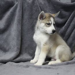 Siberian Husky Puppies from T and T Kennels